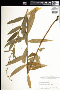 Chamerion angustifolium ssp. angustifolium image