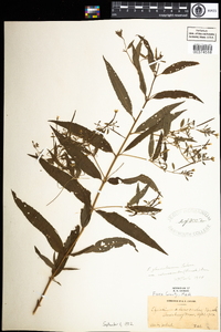 Epilobium ciliatum image