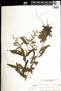 Epilobium ciliatum image