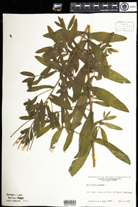 Epilobium hirsutum image