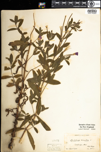 Epilobium hirsutum image