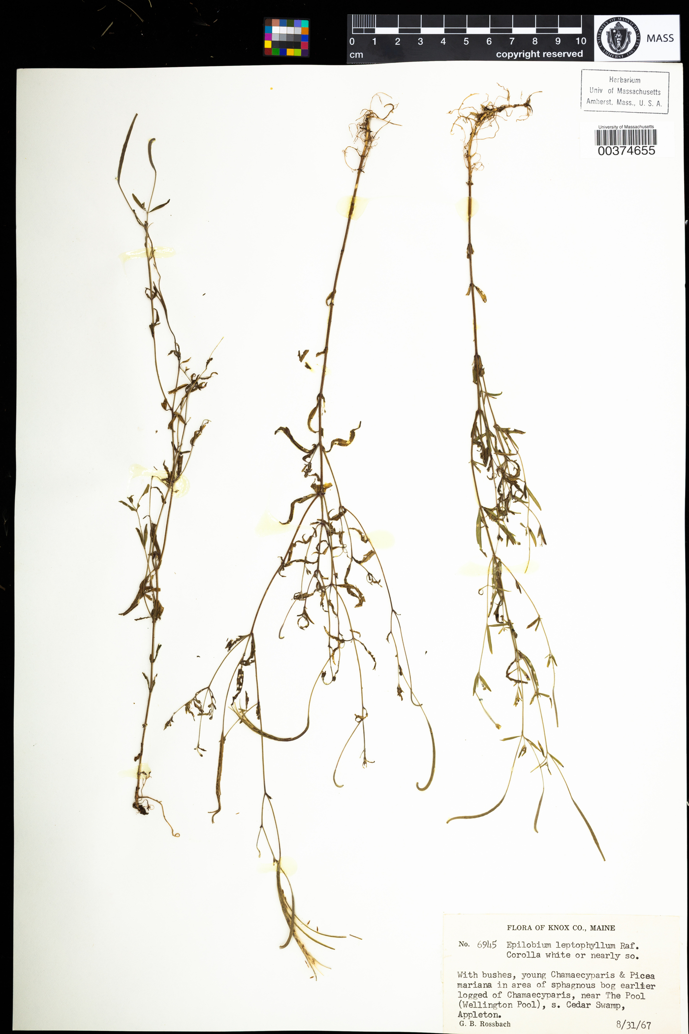 Epilobium leptophyllum image