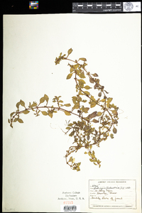 Ludwigia palustris image