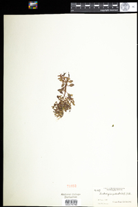 Ludwigia palustris image