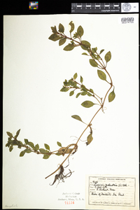 Ludwigia palustris image