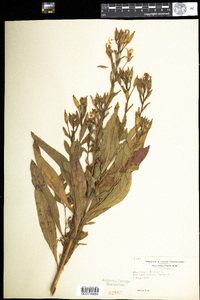 Oenothera biennis image