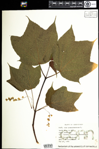 Acer pensylvanicum image