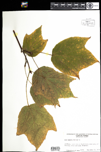 Acer pensylvanicum image