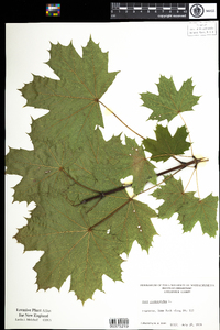 Acer platanoides image