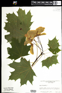 Acer platanoides image