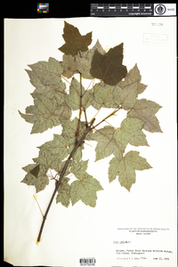 Acer rubrum image