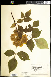 Ptelea trifoliata image