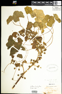 Malva neglecta image