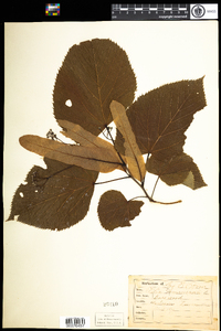 Tilia americana image