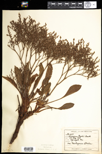 Limonium carolinianum image