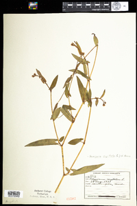 Polygonum sagittatum image