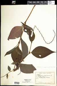 Polygonum virginianum image
