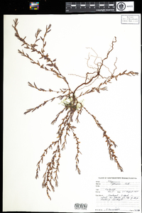 Polygonum glaucum image