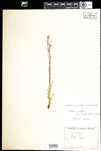 Cardamine parviflora image