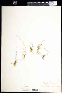 Subularia aquatica image