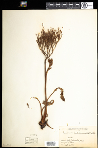 Limonium carolinianum image