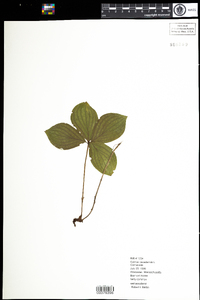 Cornus canadensis image