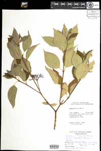 Cornus sericea image