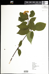 Cornus sericea image