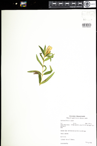 Gentiana linearis image