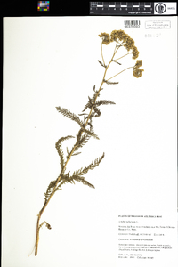 Achillea millefolium image