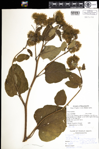 Arctium lappa image