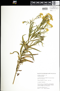 Euthamia graminifolia image