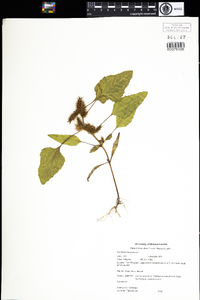 Xanthium strumarium image