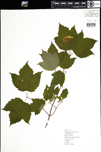 Viburnum acerifolium image