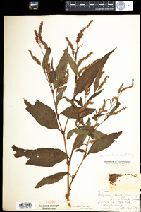 Polygonum lapathifolium image