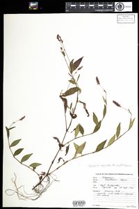 Polygonum cespitosum var. longisetum image