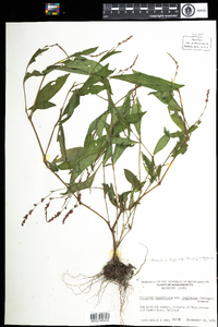 Polygonum cespitosum var. longisetum image