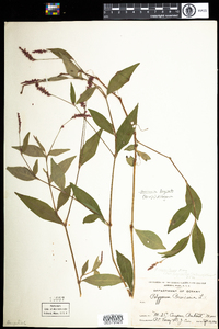 Polygonum cespitosum var. longisetum image