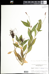 Polygonum cespitosum var. longisetum image