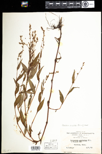 Polygonum punctatum var. punctatum image