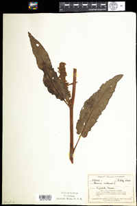 Rumex crispus image