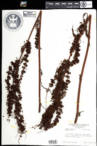 Rumex crispus image