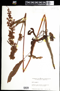 Rumex crispus image