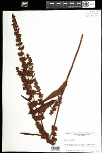 Rumex crispus image