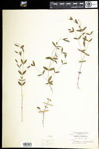 Moehringia lateriflora image