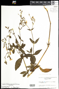 Silene latifolia image