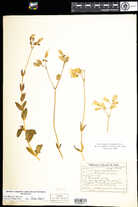 Silene vulgaris image