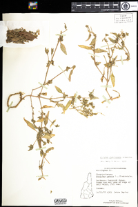 Atriplex glabriuscula image