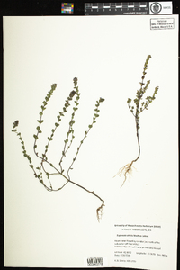 Euphrasia nemorosa image