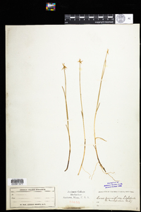 Carex pauciflora image